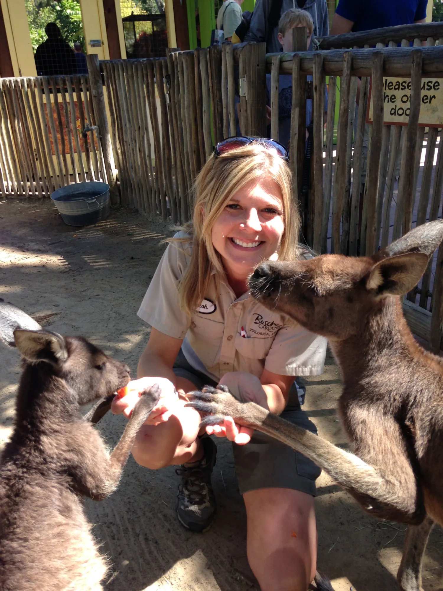 Shiloh Keuler in her zookeeper uniform hand feeding two kangaroos at Busch Gardens Tampa