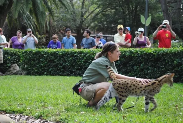Shiloh Keuler presenting a serval to a crowd during a zoo show